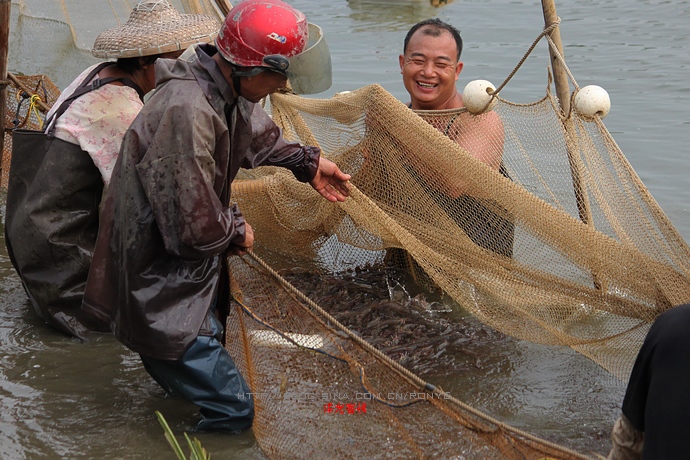 【實(shí)拍】廣州南沙生態(tài)養(yǎng)蝦喜獲豐收