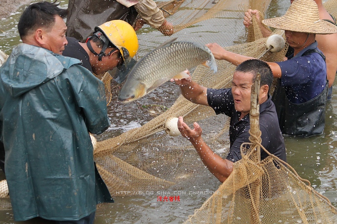 【實(shí)拍】廣州南沙生態(tài)養(yǎng)蝦喜獲豐收