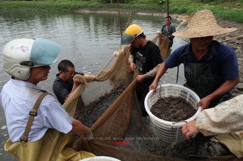 【實(shí)拍】廣州南沙生態(tài)養(yǎng)蝦喜獲豐收