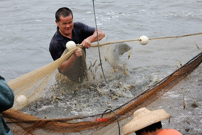 【實(shí)拍】廣州南沙生態(tài)養(yǎng)蝦喜獲豐收