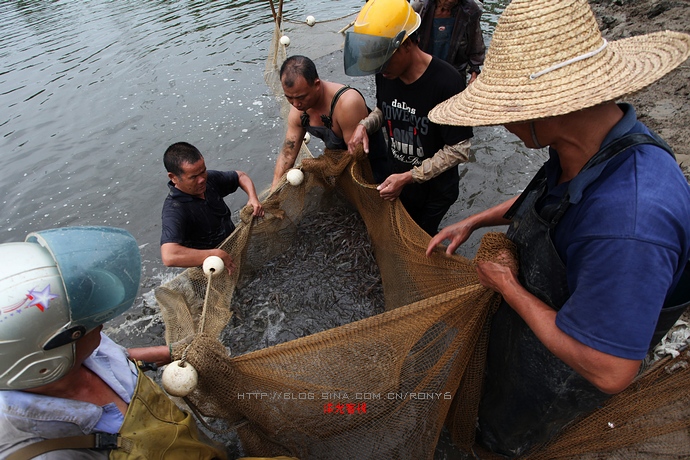 【實(shí)拍】廣州南沙生態(tài)養(yǎng)蝦喜獲豐收