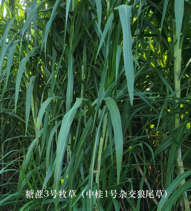 糖蔗3號(hào)牧草（中桂1號(hào)雜交狼尾草），禾本科多年生高產(chǎn)、高碳水化合物（高糖）新品種