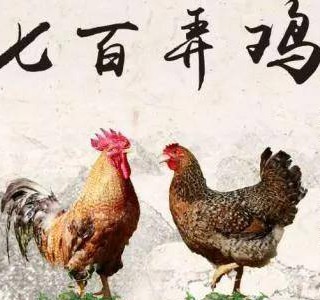 七百弄雞——一吃難忘的優(yōu)質(zhì)肉雞品種，廣西壯族自治區(qū)河池市大化縣特產(chǎn)，全國(guó)農(nóng)產(chǎn)品地理標(biāo)志