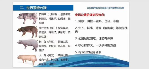 史記豬精，以“精”降本、以“種”增效--提高養(yǎng)殖者的經(jīng)濟(jì)效益！