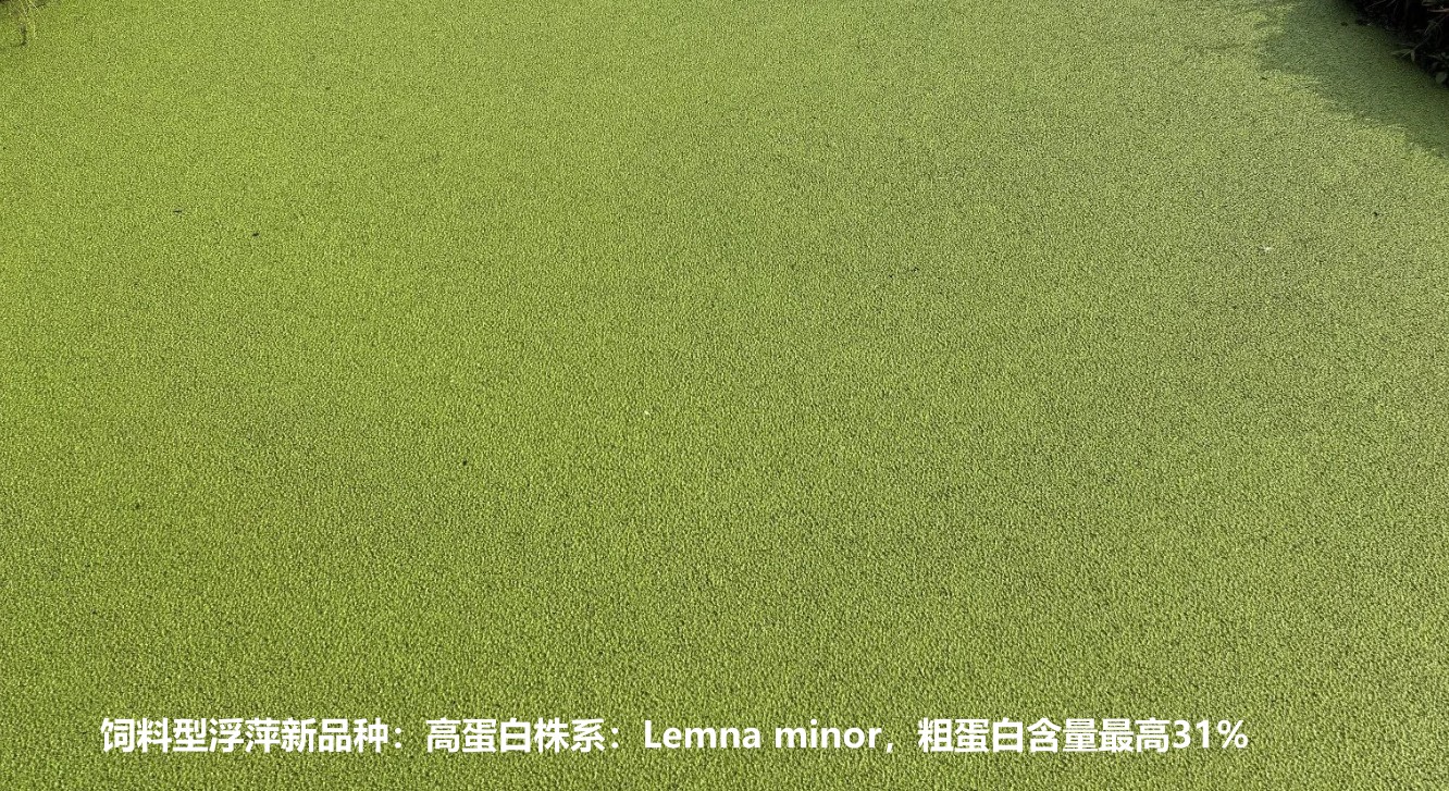 飼料型浮萍新品種：高蛋白株系：Lemna minor，國(guó)際編號(hào)7868，粗蛋白含量最高31%.jpg